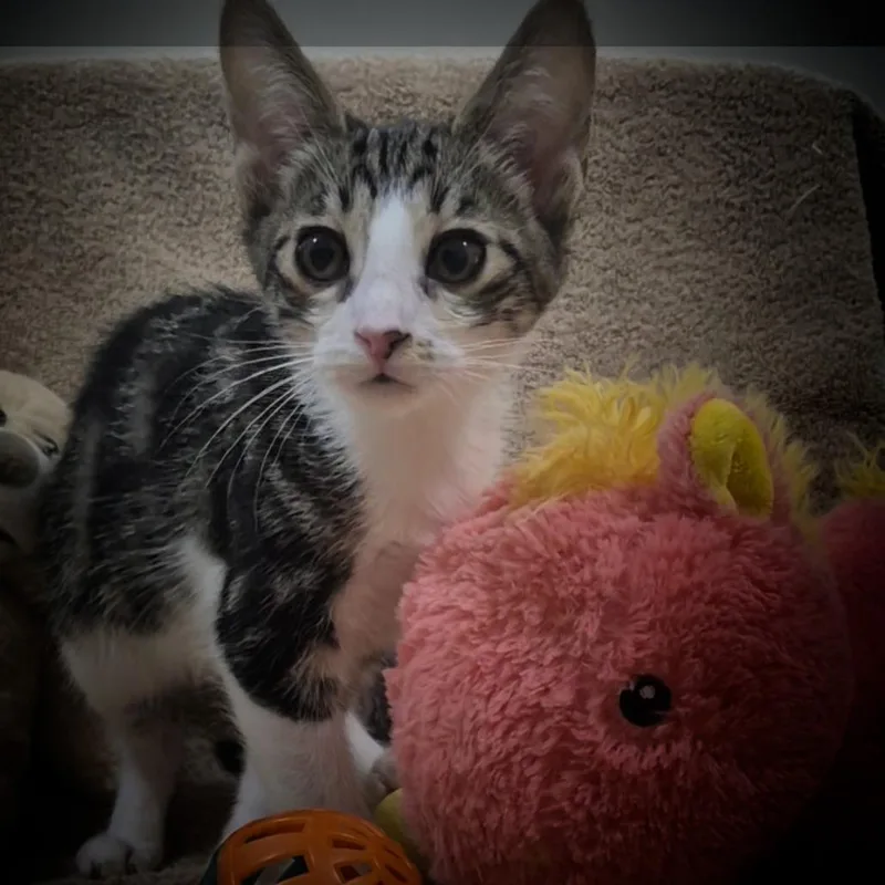 A baby small-sized male Black Domestic Medium Hair cat named Zaid for adoption in Upland, CA