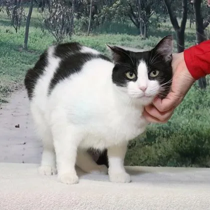 An adult small-sized female Domestic Short Hair cat named Amber for adoption in West Chester, PA