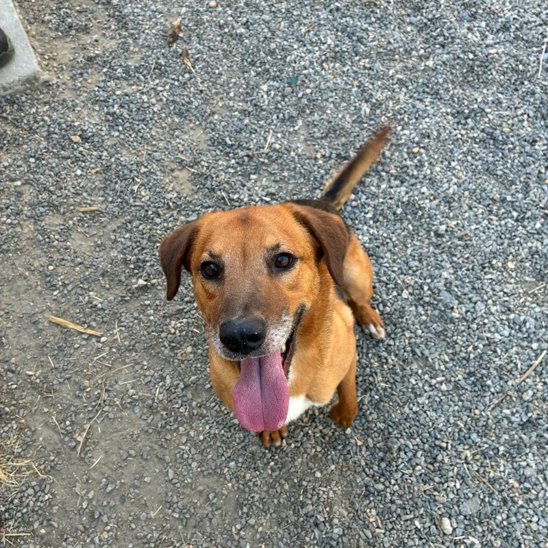 An adult medium-sized male Yellow / Tan / Blond / Fawn Mixed Breed dog named Harry for adoption in Fredericksburg, VA