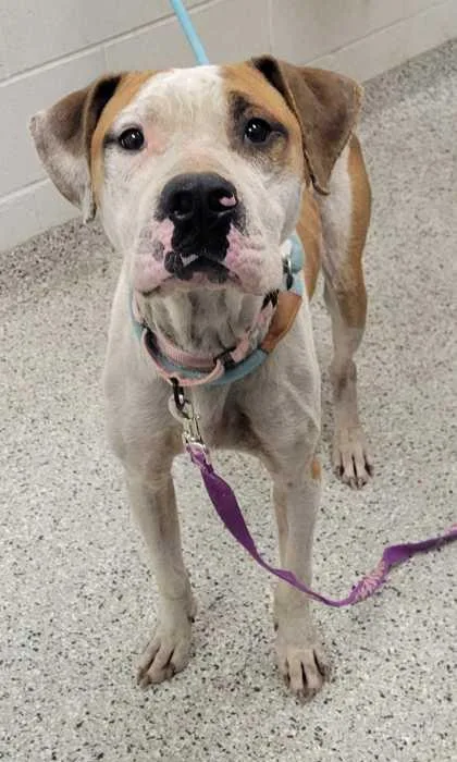 An adult large-sized male Yellow / Tan / Blond / Fawn Pit Bull Terrier dog named Nike for adoption in Kansas City, MO