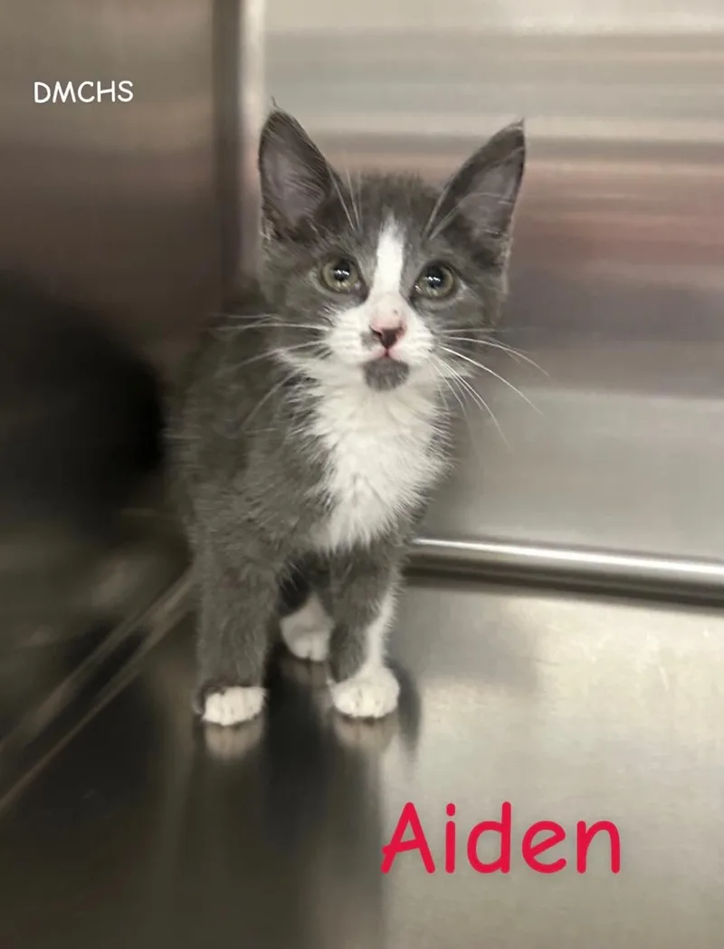 A baby small-sized male Domestic Short Hair cat named Aiden for adoption in Burlington, IA