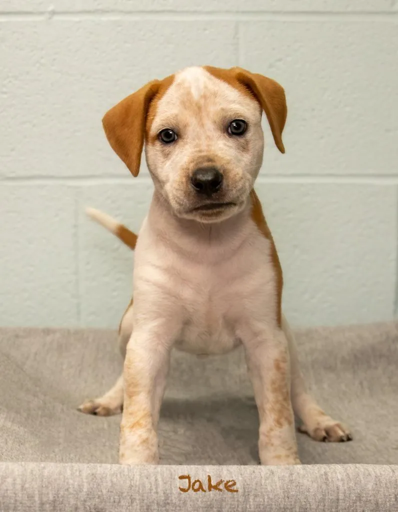 A baby medium-sized male Hound dog named Jake for adoption in Manchester, CT