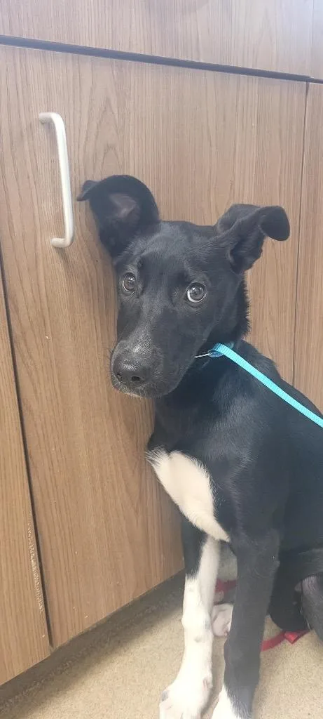 A baby medium-sized female Shepherd dog named Trudi for adoption in Seguin, TX