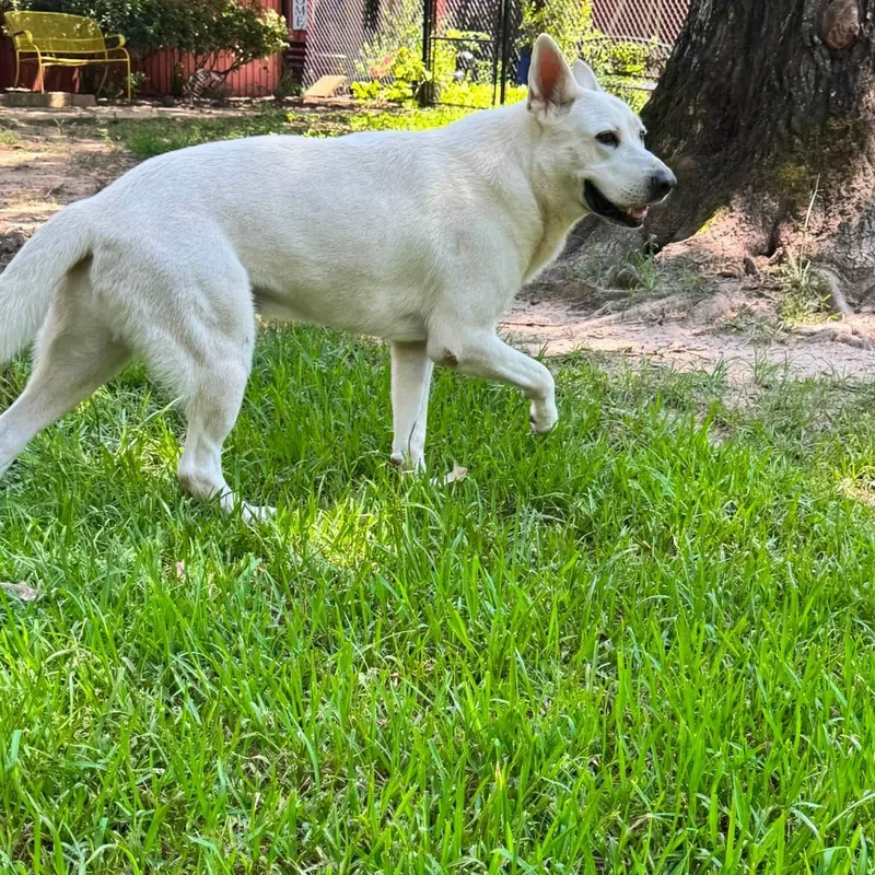 An adult extra large-sized male White / Cream White German Shepherd dog named Parker for adoption in Winnfield, LA