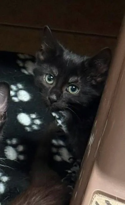 A baby medium-sized female Black & White / Tuxedo Domestic Short Hair cat named Martha for adoption in Canon City, CO