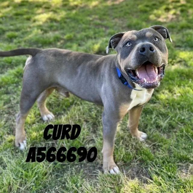 An adult medium-sized male Pit Bull Terrier dog named Curd for adoption in Huntsville, AL