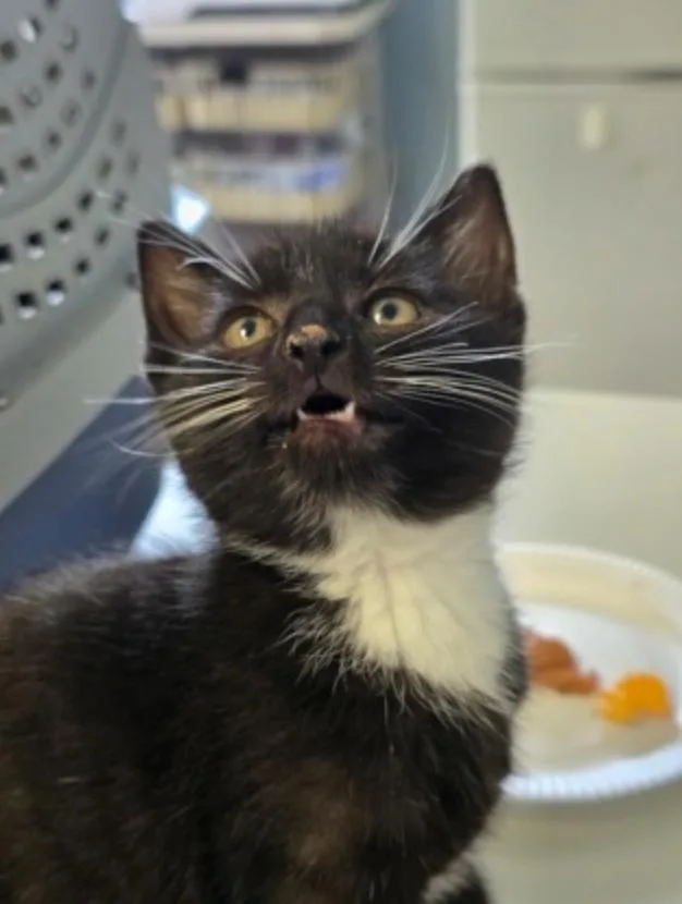 A baby small-sized male Black & White / Tuxedo Domestic Short Hair cat named Jermaine for adoption in Marshall, NC