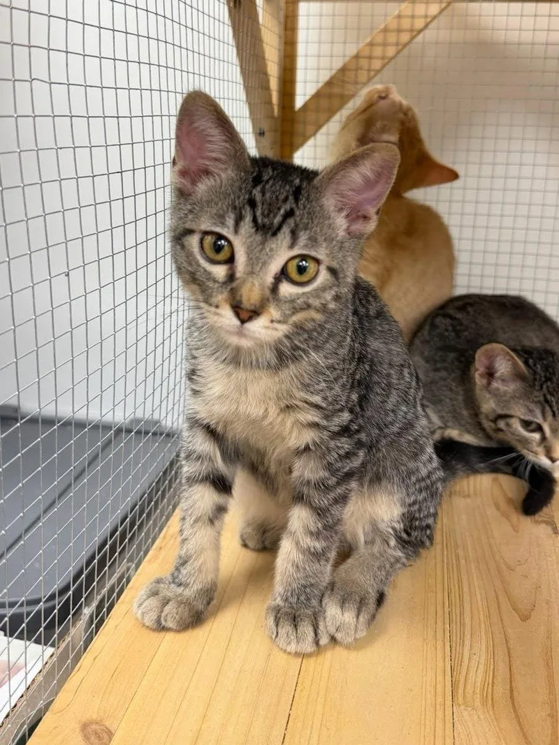 A baby small-sized male Domestic Short Hair cat named Navel for adoption in Mission Viejo, CA