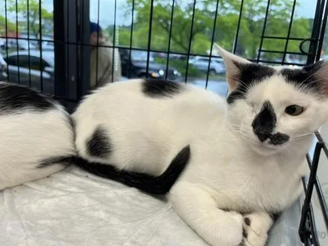 A young medium-sized female Gray & White Domestic Short Hair cat named Ollie And Sparkle Unicorn for adoption in New York, NY
