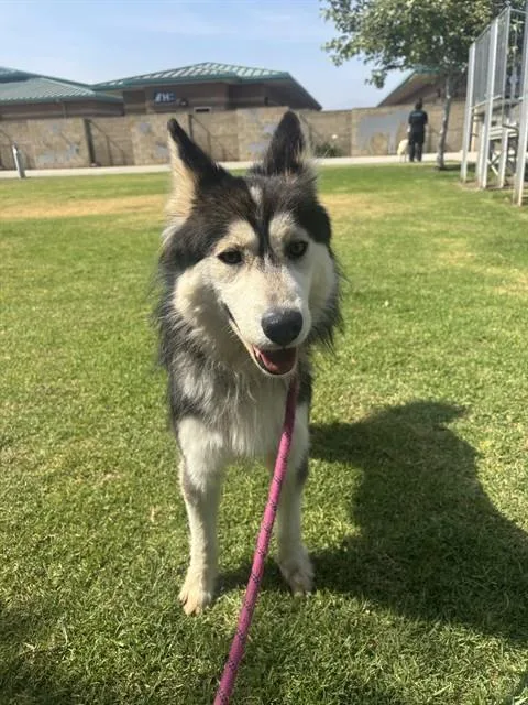 A young small-sized male Husky dog named Trout for adoption in Riverside, CA