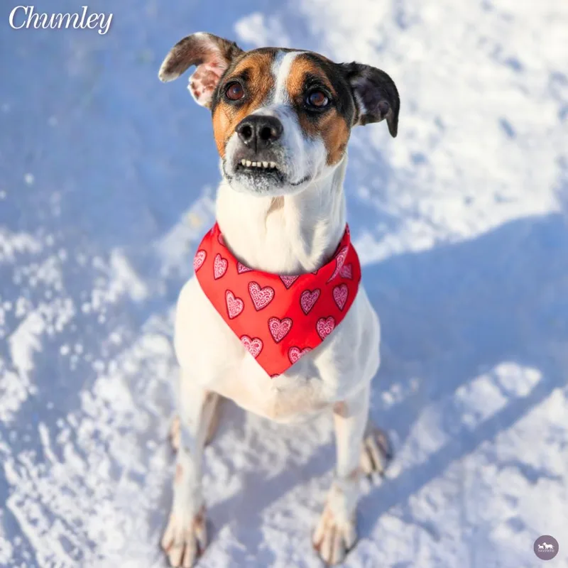 Chumley thumbnail 3