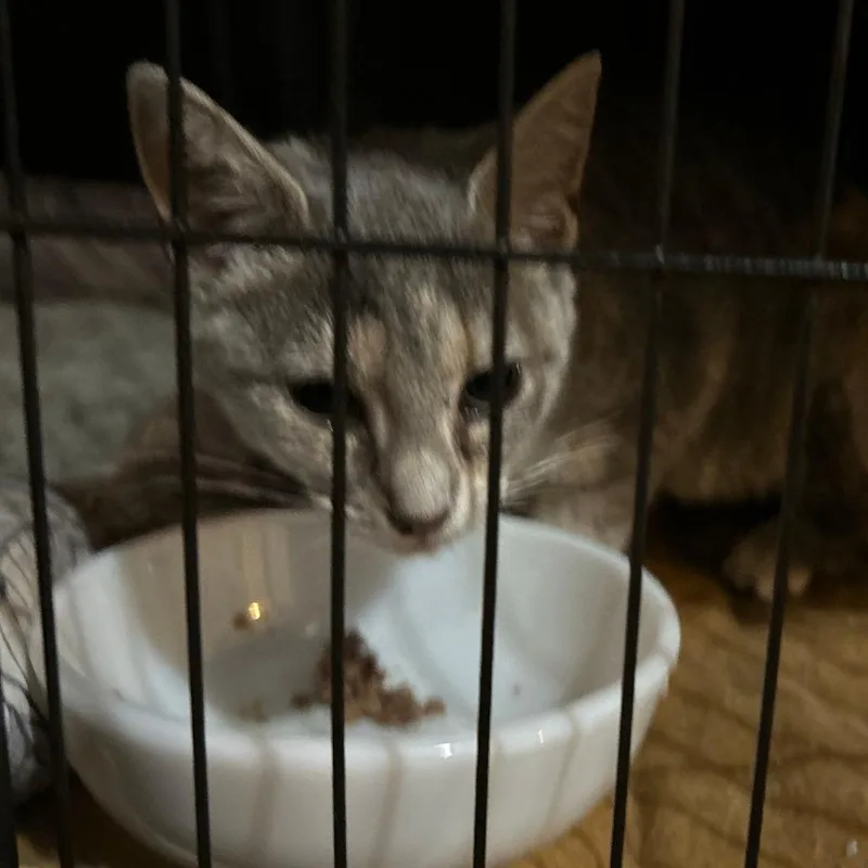 A baby small-sized female Gray / Blue / Silver Domestic Short Hair cat named Armstrong for adoption in Johnstown, PA