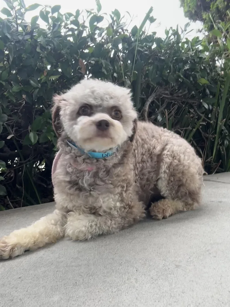Lyla