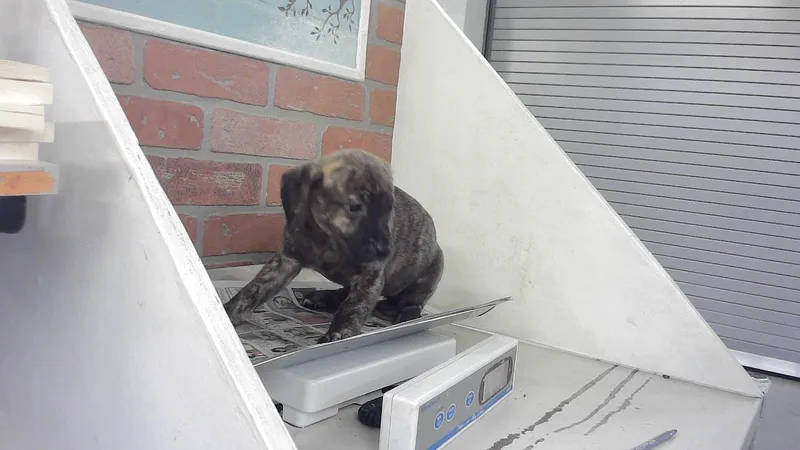 A baby small-sized female Staffordshire Bull Terrier dog named Thea for adoption in Houston, TX
