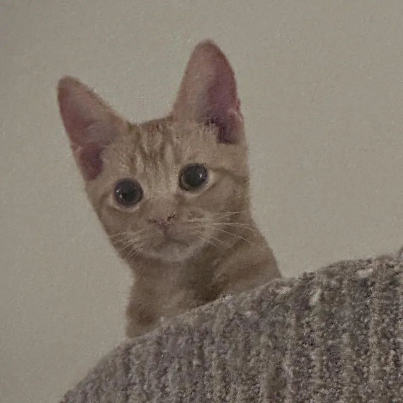 A baby medium-sized male Tabby (Orange / Red) Domestic Short Hair cat named Archie for adoption in Atlanta, GA