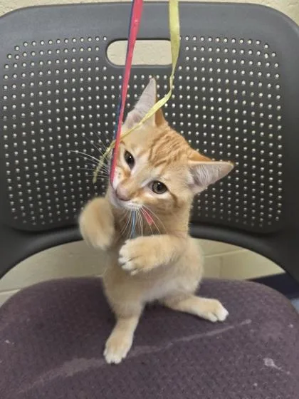 A baby small-sized male Domestic Short Hair cat named Dolls for adoption in Westland, MI