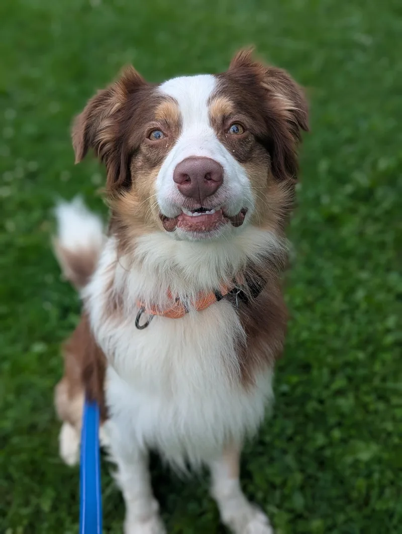 An adult medium-sized male Australian Shepherd dog named Bentley for adoption in North Adams, MA