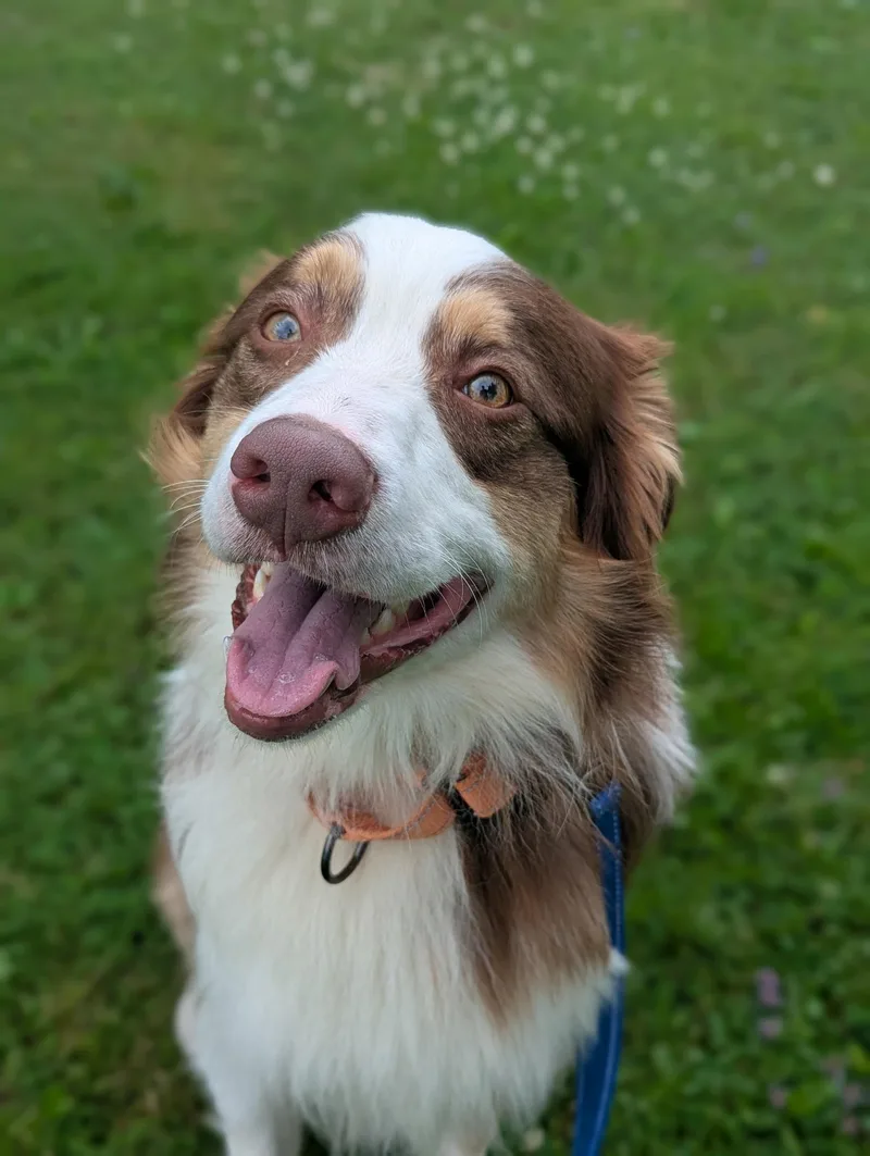 Bentley thumbnail 3