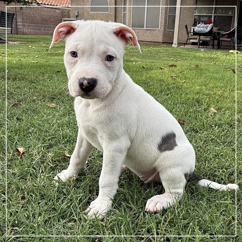 A baby medium-sized female White / Cream Pit Bull Terrier dog named Ginger Gold for adoption in Chandler, AZ