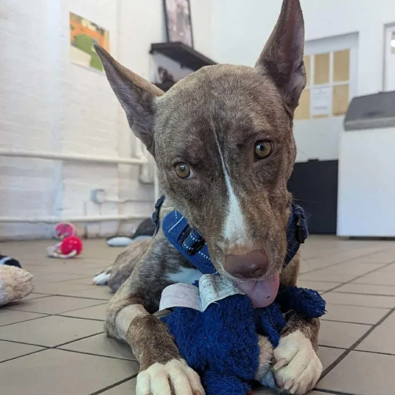 An adult medium-sized female Brindle American Staffordshire Terrier dog named Lily Luz for adoption in Long Island City, NY