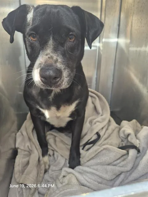 An adult small-sized male Labrador Retriever dog named Brenda for adoption in San Antonio, TX