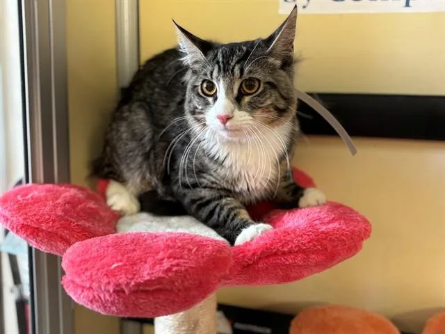 A young medium-sized male Domestic Short Hair cat named Rodrick for adoption in Lancaster, CA