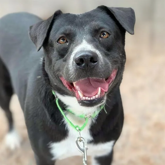 An adult large-sized female Border Collie dog named Coffee Bean for adoption in Tucson, AZ