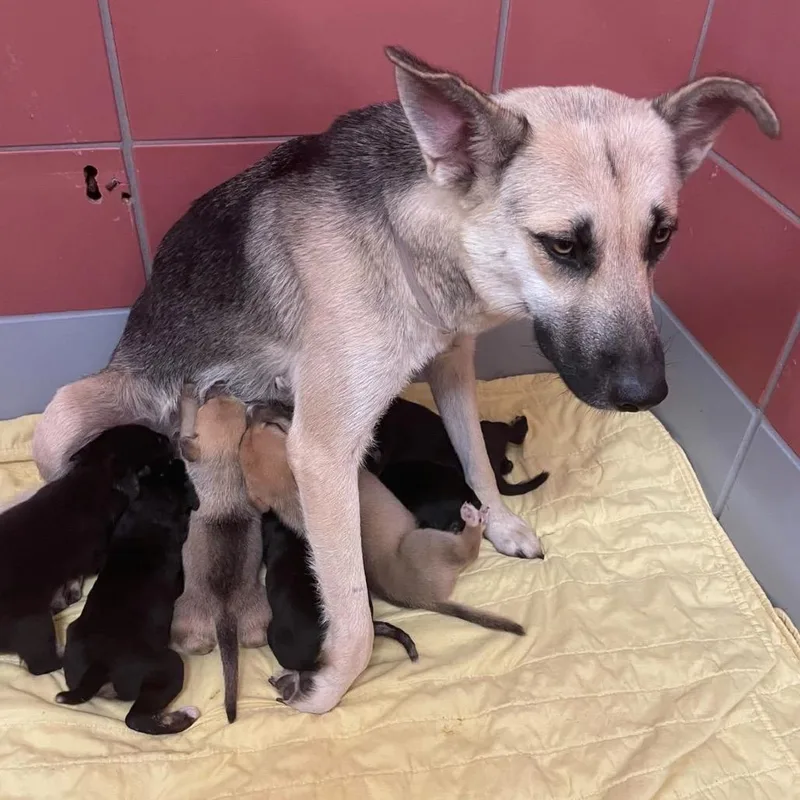 An adult small-sized female German Shepherd Dog dog named Cedar Leelee for adoption in Lakewood, CO