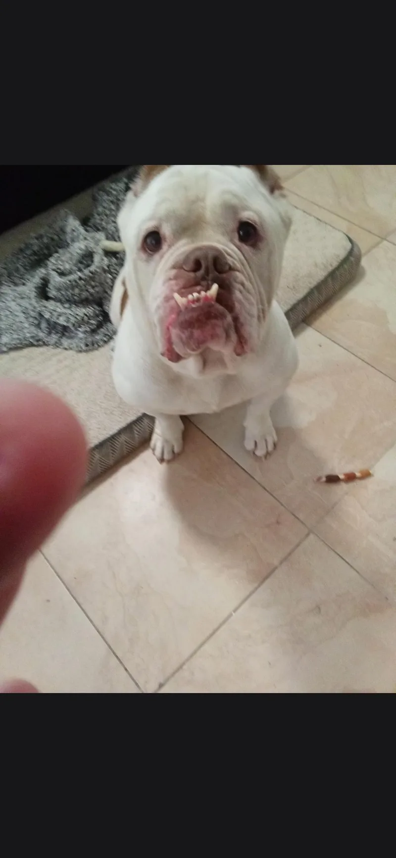 An adult medium-sized male Bulldog dog named Meatball for adoption in Plano, TX