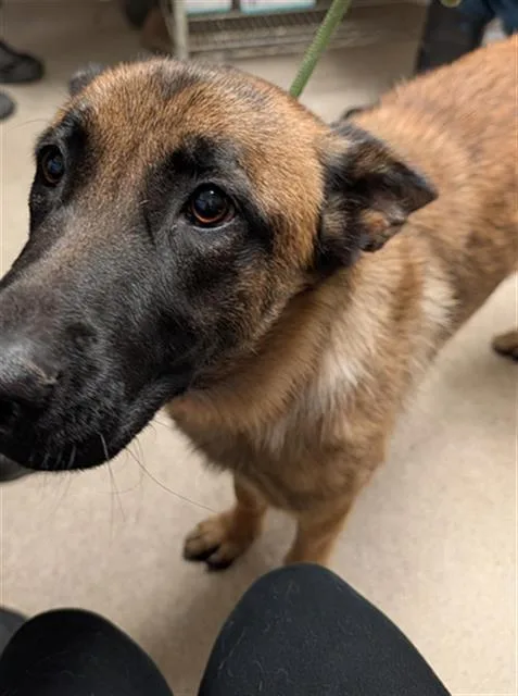 A young large-sized female Belgian Shepherd / Malinois dog named Cookie for adoption in Bakersfield, CA