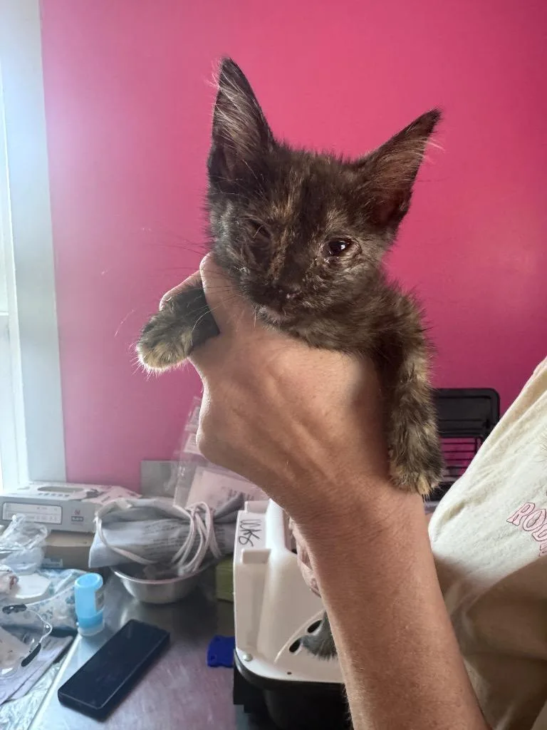 A baby medium-sized female Domestic Short Hair cat named Garcia for adoption in Johnson City, TN