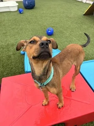 A baby medium-sized female Rhodesian Ridgeback dog named Patsy Cline for adoption in Fort Worth, TX
