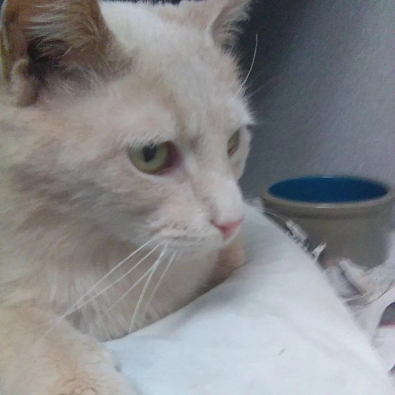 An adult medium-sized male Buff & White Domestic Short Hair cat named Sailor for adoption in Sharpsville, PA