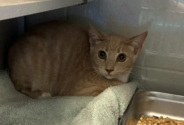 A young small-sized male Domestic Short Hair cat named Stanley for adoption in Salt Lake City, UT