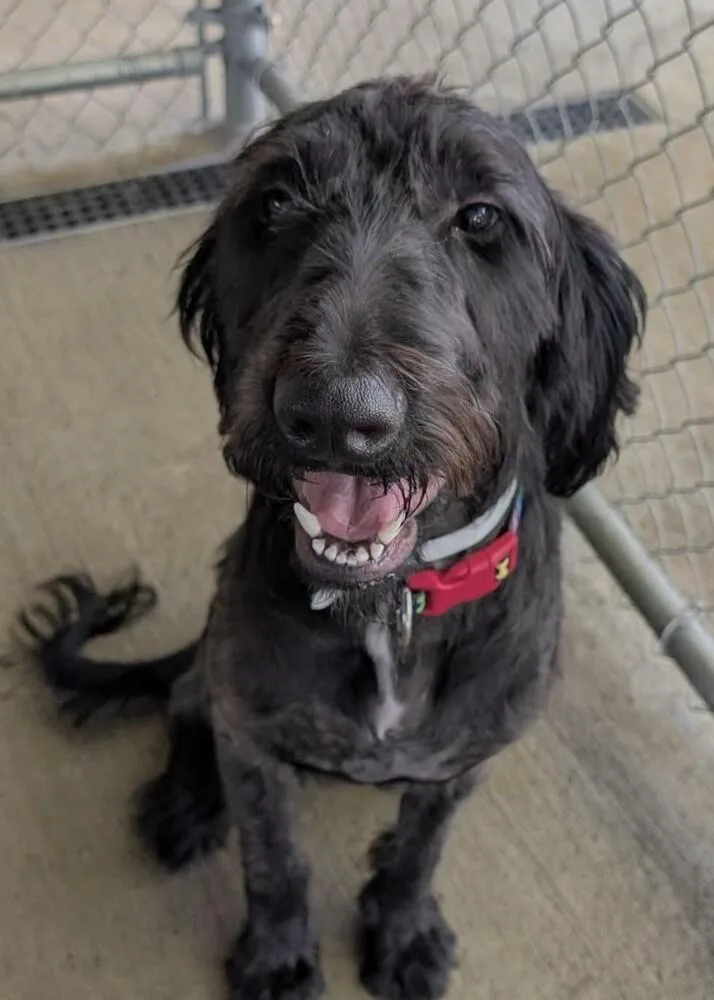 A young large-sized male Labradoodle dog named Scooter for adoption in Washington, DC