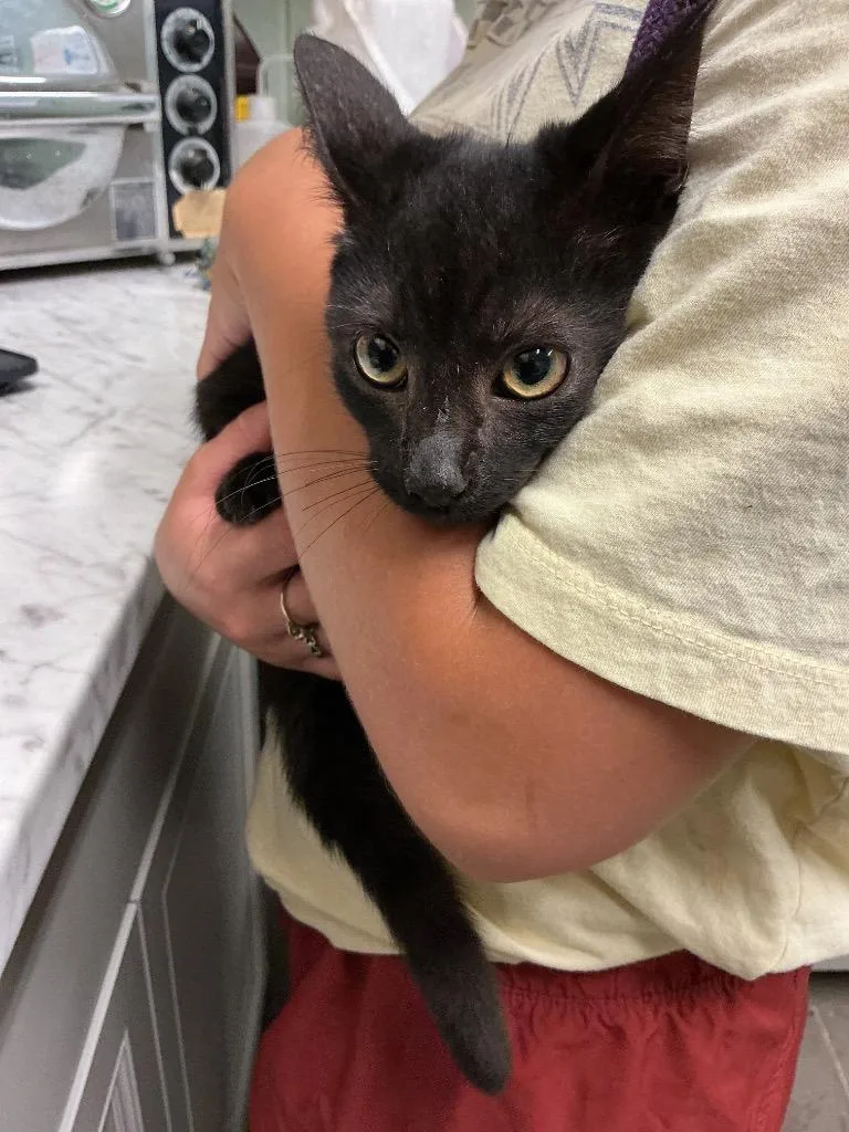 A baby small-sized male Abyssinian cat named Jason for adoption in Dyersburg, TN
