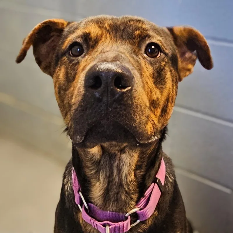 A young medium-sized male Mixed Breed dog named Billy Joel for adoption in Barron, WI