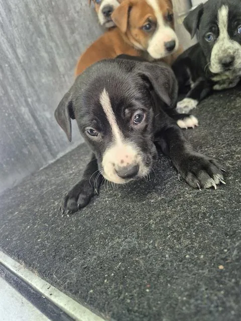A baby small-sized female American Staffordshire Terrier dog named Light for adoption in San Antonio, TX