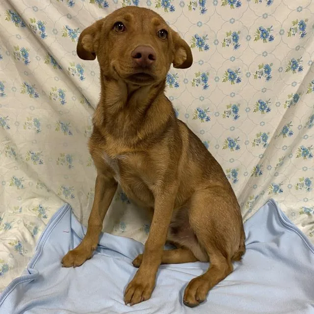 An adult small-sized male German Shepherd Dog dog named Ruffo for adoption in Modesto, CA