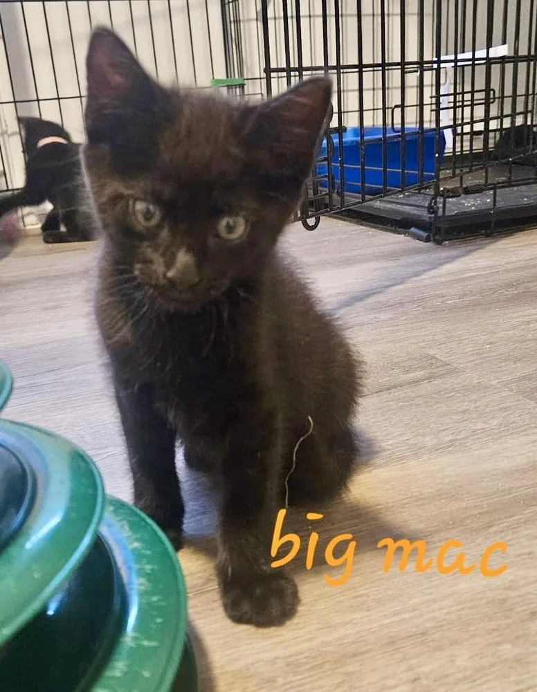 A baby small-sized male Black Domestic Short Hair cat named Big Mac for adoption in Chalfont, PA