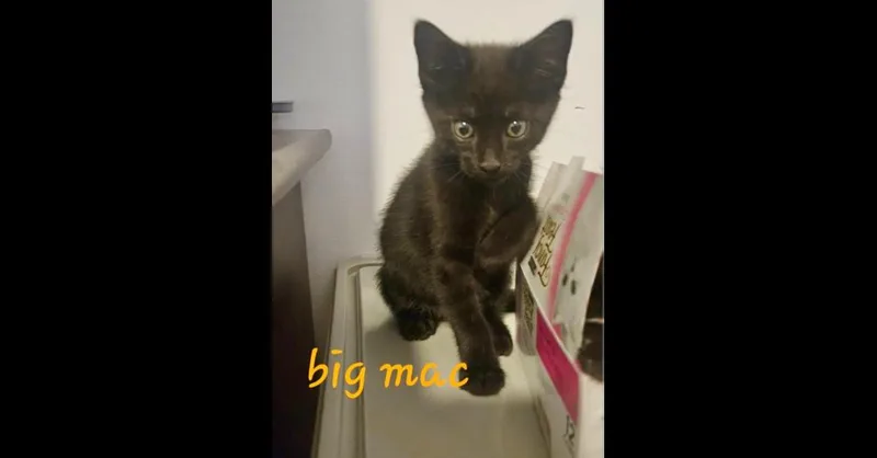 Big Mac thumbnail 2