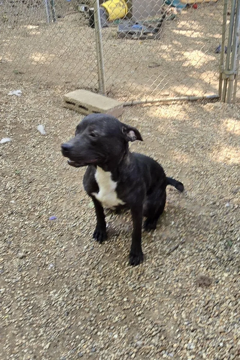 Charlotte thumbnail 2