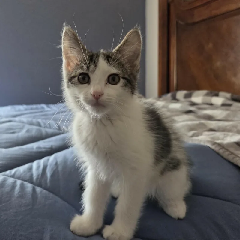 A baby medium-sized male White Domestic Short Hair cat named Wasabi for adoption in Loveland, CO