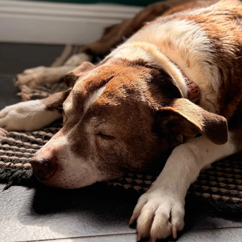 A senior large-sized female Brown / Chocolate American Staffordshire Terrier dog named Sadie for adoption in Winston-Salem, NC