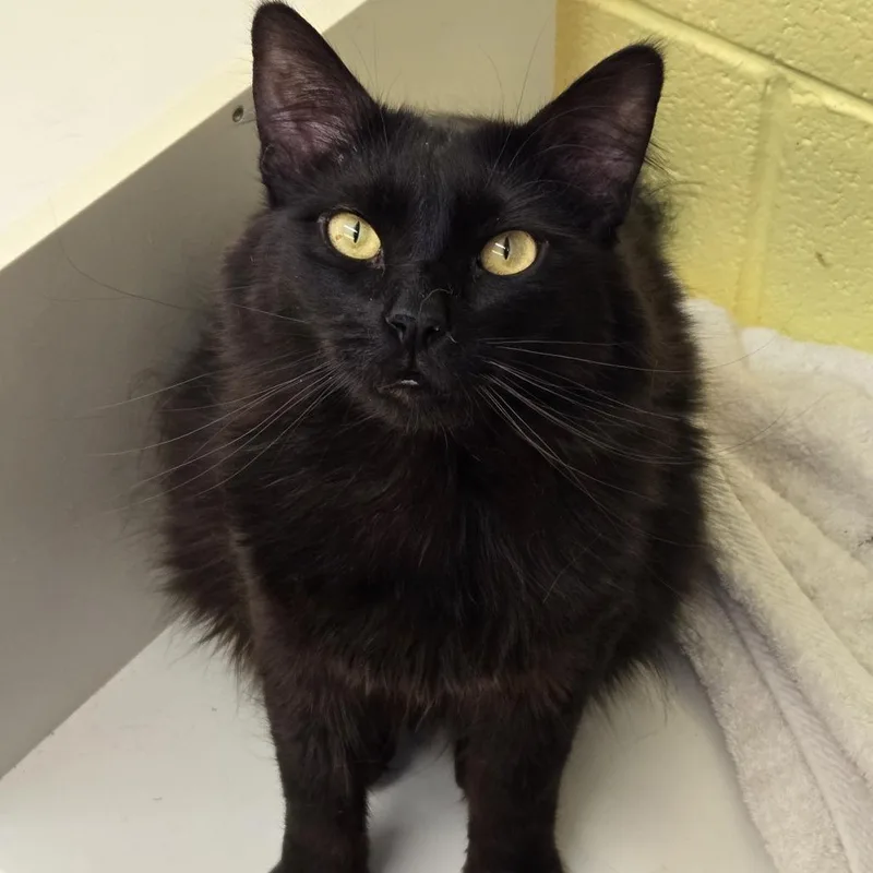 A young medium-sized male Black Domestic Short Hair cat named Dustin for adoption in Colorado Springs, CO