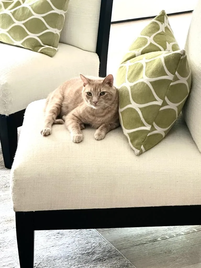 An adult medium-sized male Tabby (Orange / Red) Tabby cat named Cooper for adoption in Buena Park, CA