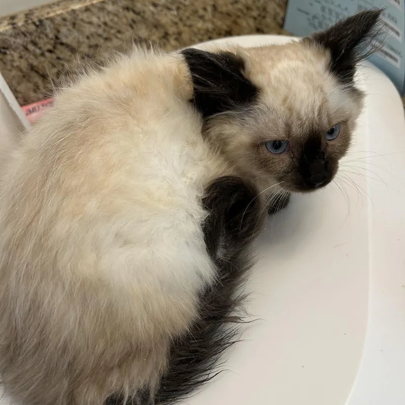 Gus
