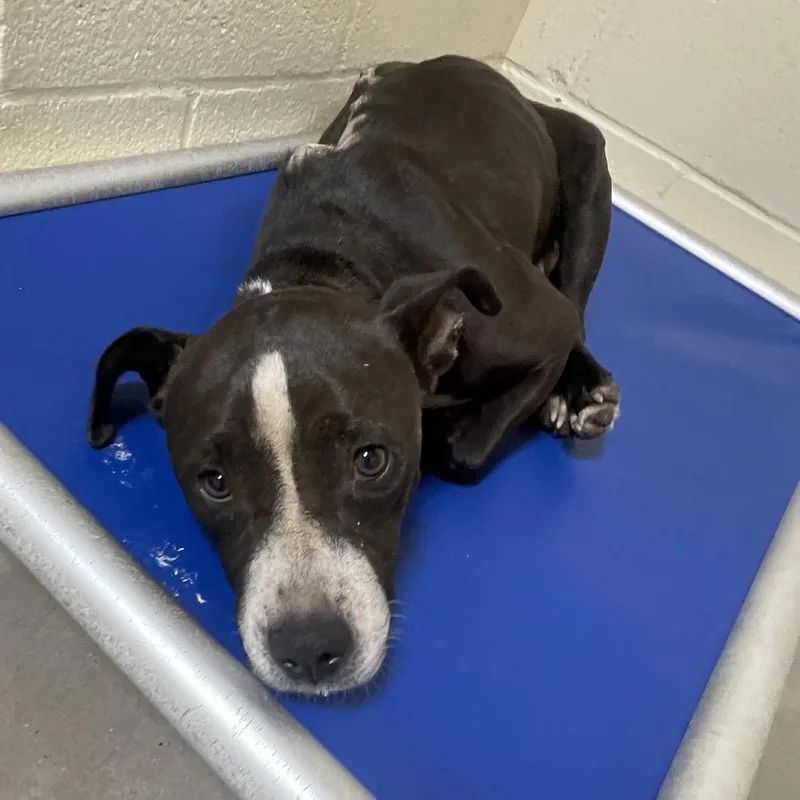 An adult medium-sized male Black Pit Bull Terrier dog named Joker for adoption in Palestine, TX