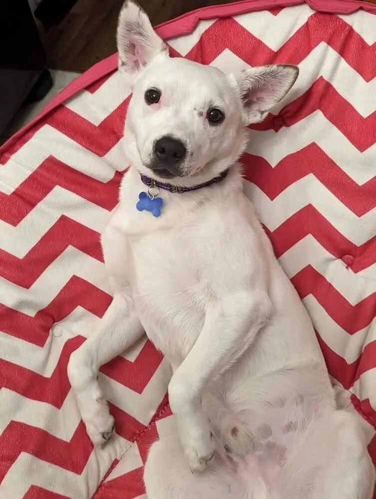 Little Rocky thumbnail 4