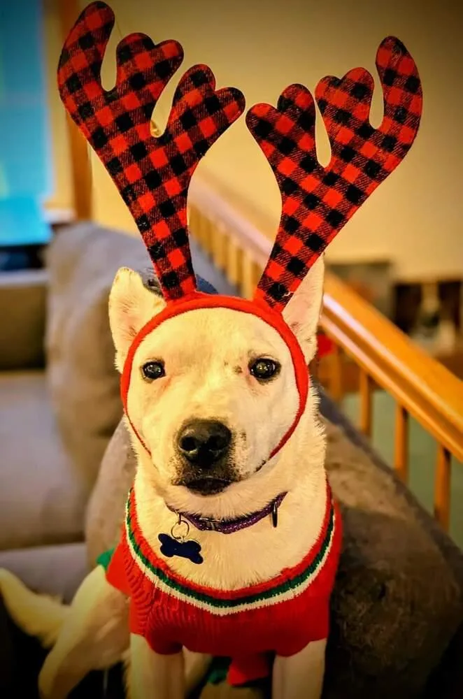 Little Rocky thumbnail 5